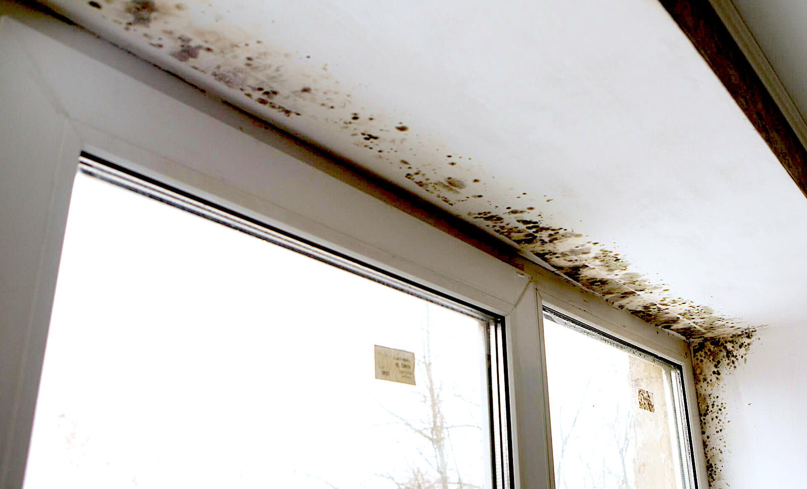 Mold Damage Around Window