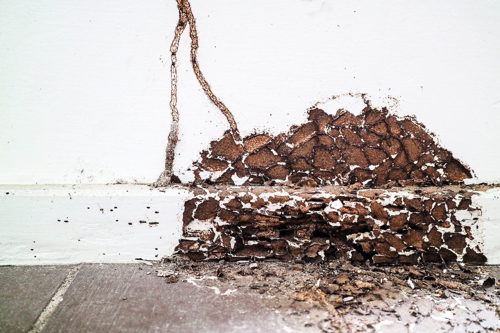 Termite Damage